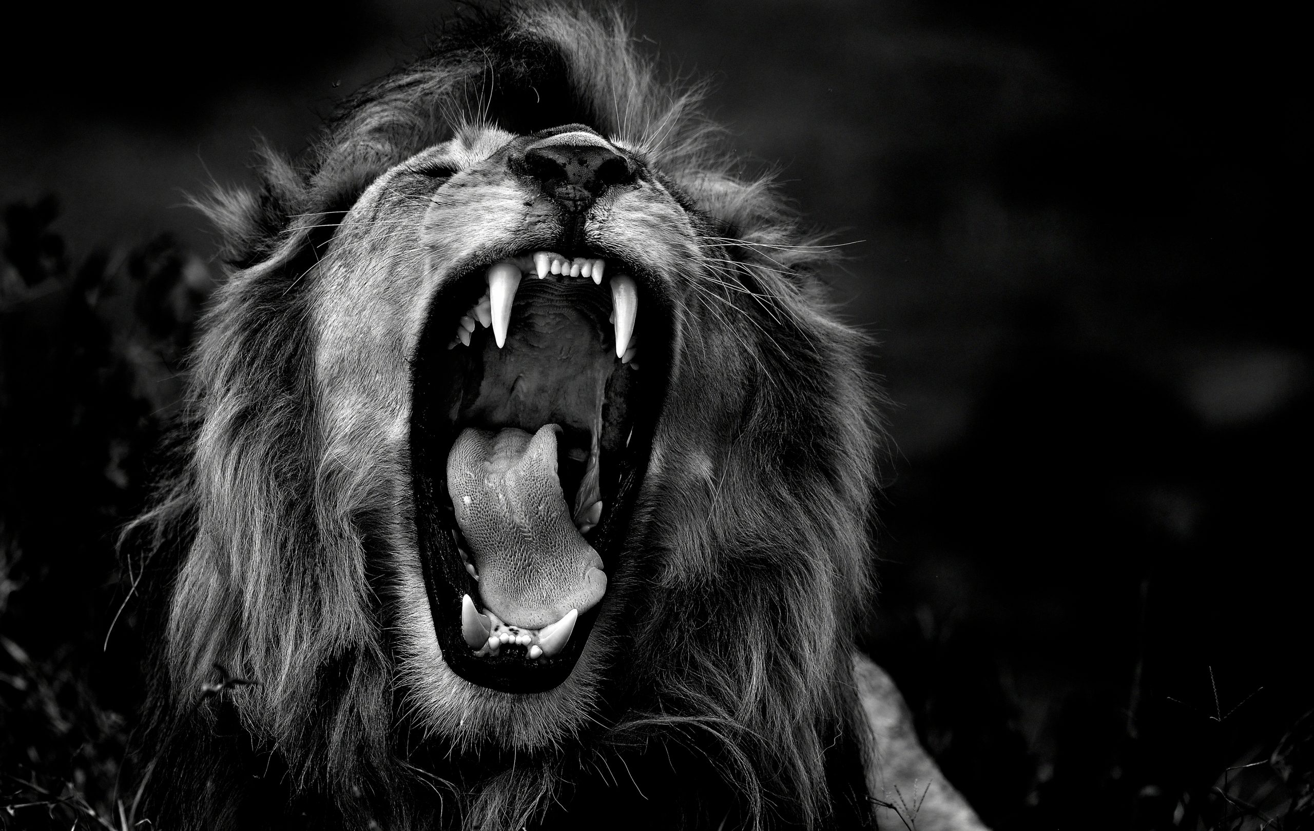 Have you found your ROAR!? Marilise de Villiers Basson, TEDx talk